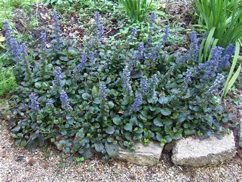 Ajuga reptans / Ajuga | 1000 | Ajuga ground cover, Ground cover plants ...