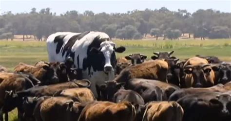 Knickers the giant Australian cow is really a steer. Long may he meme. - Vox