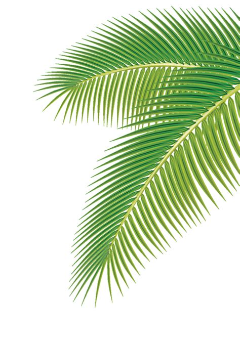 17 Palm Leaf Vector Images - Vector Palm Leaves, Vector Palm Tree Leaf and Palm Tree Vector Free ...