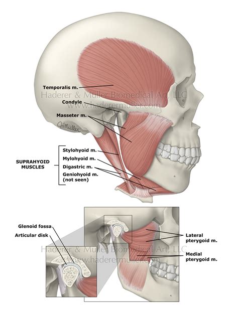 Jaw anatomy & function | HADERER & MULLER