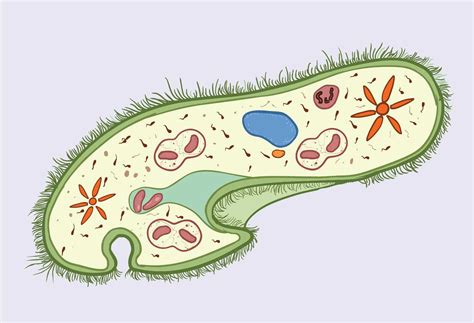 The Structure of Paramecium Cell - Rs' Science