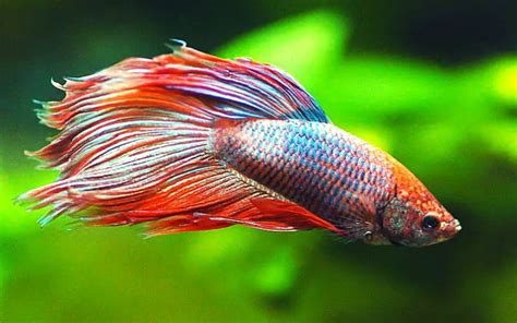 Betta Fish Columnaris: Symptoms, Treatment, and Prevention!