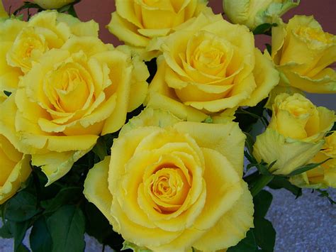 Free photo: rose bouquet, yellow roses, cut flowers, bouquet, rose - Flower, nature, flower ...