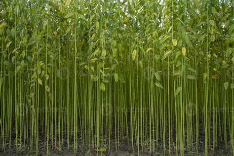 Green jute Plantation field. Raw Jute plant Texture background. This is the Called Golden Fiber ...