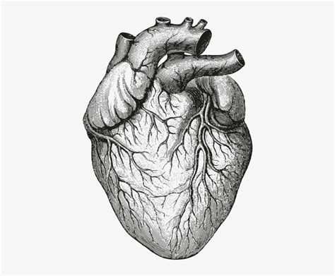 Heart Anatomy - Human Heart Illustration - Free Transparent PNG Download - PNGkey