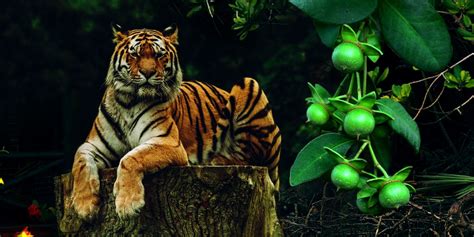 Sundarban National Park Tourism in 2020 | National parks, Mangrove ...