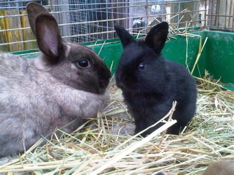 Rabbit rescue groups launch campaign to save 800 rabbits in Canmore, Alberta | Vancouver Media Co-op