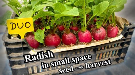 How to Grow Radishes in Small Space - Fast and Easy - YouTube