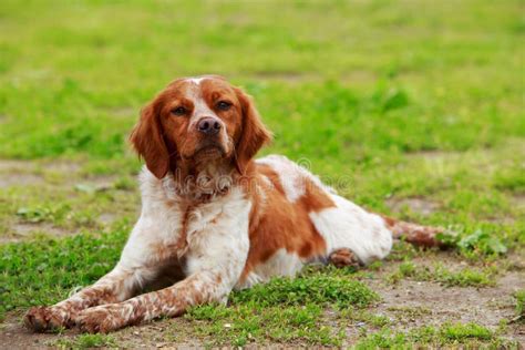 Dog breed Breton Spaniel stock image. Image of breed - 156423685