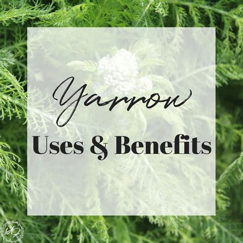 Yarrow Herb Uses & Benefits | The Upcycled Family ~ Traditional skill