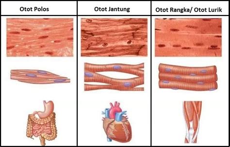 STRUKTUR JARINGAN HEWAN DAN BESERTA FUNGSINYA DAN DILENGKAPI GAMBAR - Deggy's Website