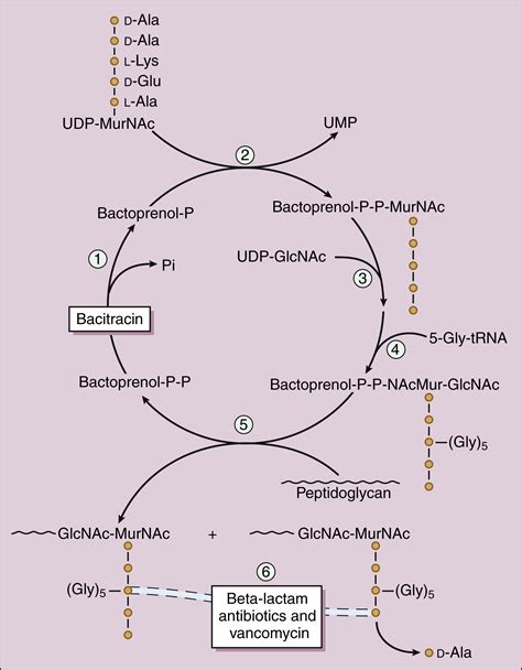 Inhibitors of Bacterial Cell Wall Synthesis | Basicmedical Key