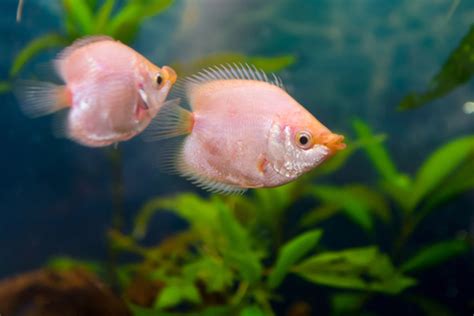 15 Best Kissing Gourami Tank Mates - FishLab - FishLab