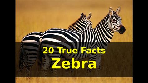 Western Gift: 10 Facts About Zebras