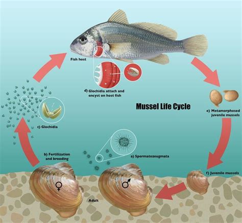 Evolution of diverse host infection mechanisms delineates an adaptive ...