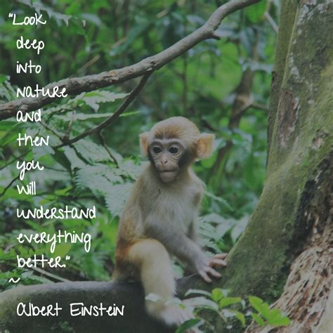 Monkey Quotes - ShortQuotes.cc