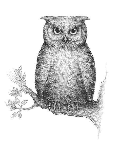 Owl Pencil Drawing