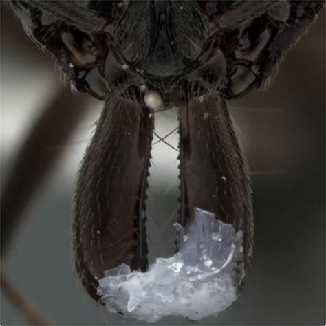 Restrained mandibles. Trap-jaw ant mandibles were glued shut to prevent ...