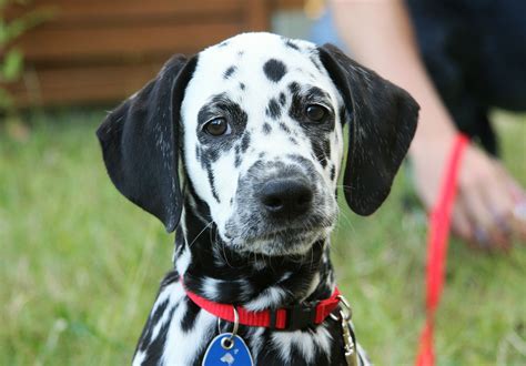 Dalmatian Information - Dog Breeds at thepetowners