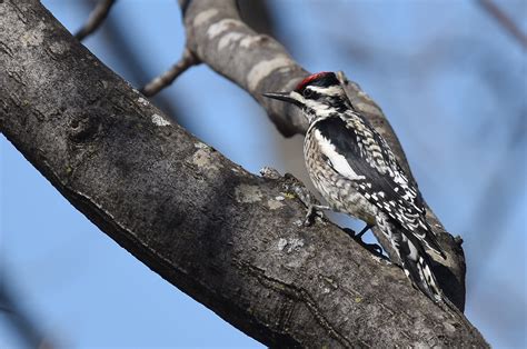 Yellow-bellied Sapsucker | Audubon Field Guide