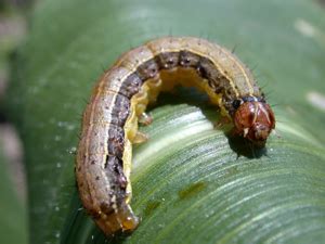 Fall Armyworm | Pests | Corn | Integrated Pest Management | IPM Field Crops | Purdue University