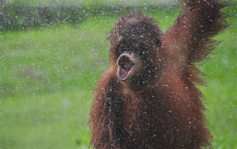 Photographer Captures Incredible Photos of Rescued Orangutan ‘Dancing ...