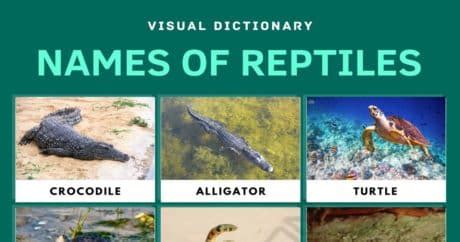 Reptiles | List of Reptiles with Facts & Pictures | Types of Reptiles • 7ESL