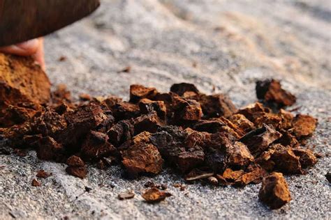 Tips For Harvesting And Using The Chaga Mushroom – A Special Mushroom ...