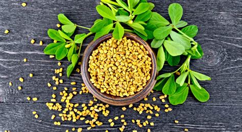 Fenugreek Seeds - Benefits, Nutritional Value And Ways To Use - HealthifyMe