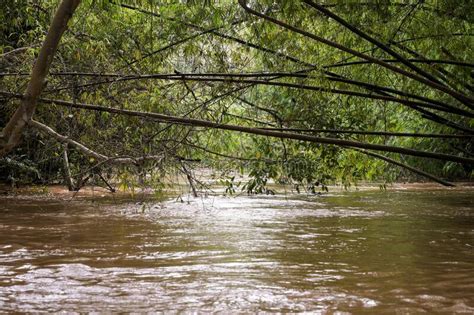 Full Flooding in the River. Stock Image - Image of jungle, environment ...