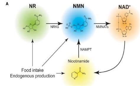 NAD+ 전구체 비교 #NR,#NMN 알아보기(1) :: eonstory