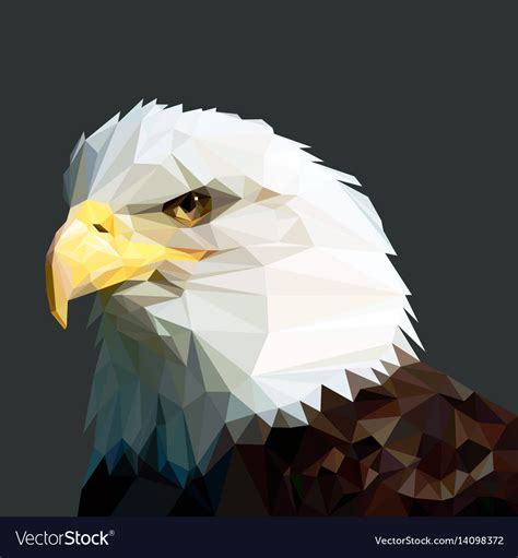 Bald eagle head Royalty Free Vector Image - VectorStock