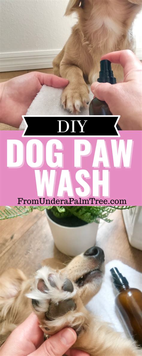 DIY Dog Paw Wash > From Under a Palm Tree