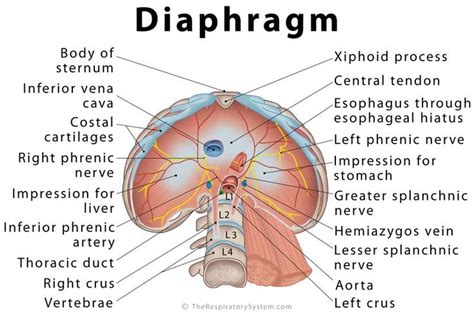 Diaphragm: Definition, Location, Anatomy, Function, Diagram | Anatomy ...