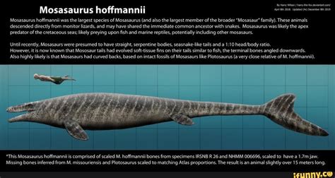 Mosasaurus hoffmannii Pepe pop Mosasaurus hoffmannii was the largest species of Mosasaurus (and ...