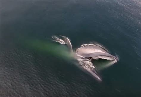 Video: Blue whale lunge feeding in Monterey Bay :: Wetpixel.com