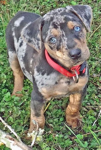 Catahoula History - Rancho Santiago | Catahoula leopard dog puppy ...