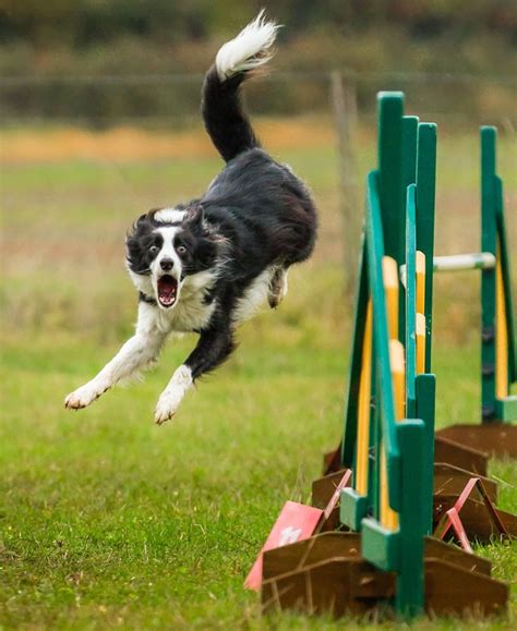 Agility dogs – Display Your Rosettes UK