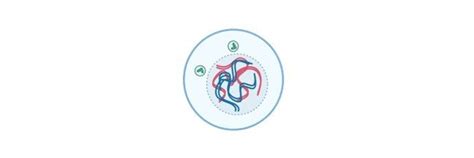 Chromoplast: Definition, Function, and Examples