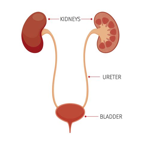 [DIAGRAM] Diagram Of Bladder And Kidneys - MYDIAGRAM.ONLINE
