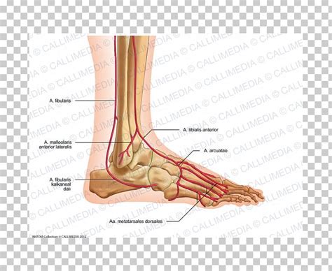 Arcuate Artery Of The Foot Thumb Arcuate Artery Of The Foot Anatomy PNG ...