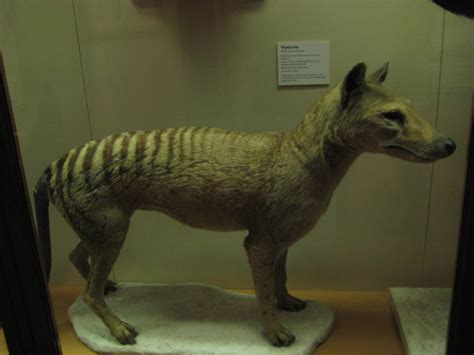 thylacine by a-lot-like-me on DeviantArt