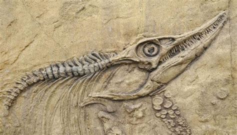 Rare fossil of horned dinosaur from 'lost continent' found | Science News | Zee News