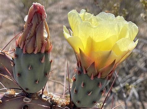 Amaze Your Sight With Colorful Desert Flowers Hiking In El Paso