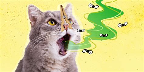 Bad Breath In Cats: What Causes It And How To Treat It - DodoWell - The Dodo