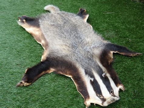 Taxidermy - European Badger skin - Meles meles - 60 x 100cm - Catawiki