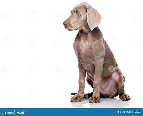 Weimaraner on white stock image. Image of young, loyalty - 64705763