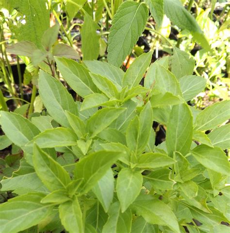 Basil Varieties — Eumundi Roses