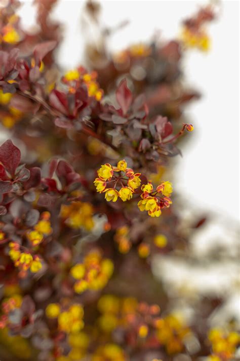 Concorde Barberry Shrubs For Sale | The Tree Center