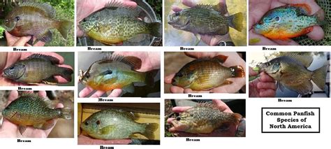 Panfish ID chart. (Let's get ready to rumble edition) | Outdoor Board